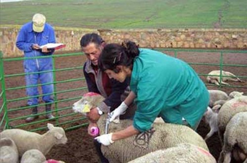 EFSA: los residuos de medicamentos veterinarios en animales y alimentos siguen siendo bajos en la UE