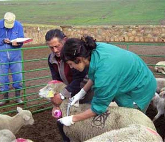 Asaja defiende a los veterinarios en su demanda de poder dispensar medicamentos