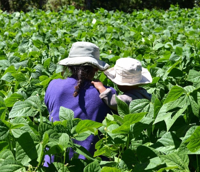 UPA exige al Gobierno la tramitación de la Ley de Agricultura Familiar: “Sólo así promoveremos el relevo generacional”