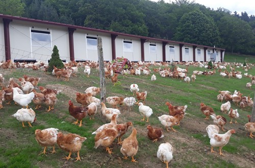 Por cada kilo de pollo comercializado, se emiten 2,93 kg de CO2 equivalente, un 10% menos que en el ejercicio anterior, según el Grupo AN