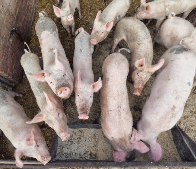 Unión de Uniones reclama que la nueva normativa de bienestar animal no comprometa la capacidad productiva del sector porcino