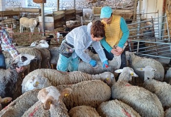 El MAPA confirma la detección del serotipo 3 de lengua azul en la comarca La Janda (Cádiz)