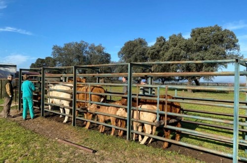 La EFSA considera vital proseguir los esfuerzos para reducir la resistencia a los antimicrobianos en salud animal y humana