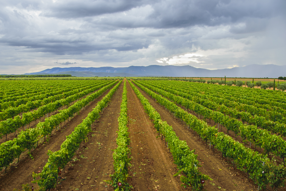 La CE publica el reglamento por el que prorroga las autorizaciones de plantación de viñedo ante perturbaciones del mercado