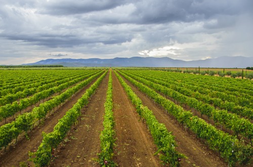 Extremadura aprueba 6 millones en ayudas al viñedo para paliar los efectos de la sequía