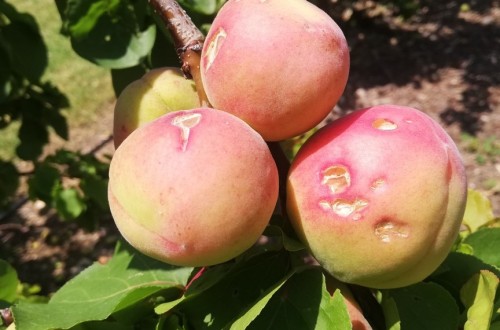 COAG avanza que heladas y pedrisco recortan las previsiones de cosecha de fruta de verano 2024/25