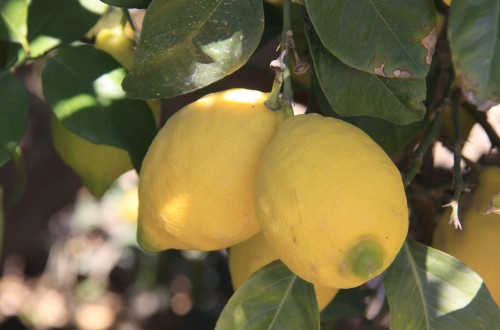 Unas 400.000 t de limones sin recoger aún por sobreoferta y bajos precios