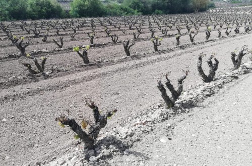 Las bajas temperaturas causaron siniestros por heladas en viñedos del interior peninsular