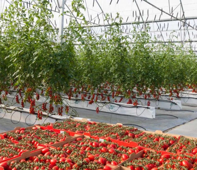 Previsible aumento de la producción de tomate en España por el trasvase de productores de otros cultivos