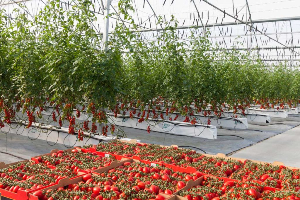 Previsible aumento de la producción de tomate en España por el trasvase de productores de otros cultivos