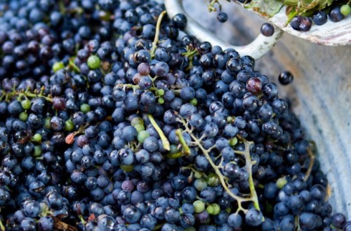 Informe OIV: la producción mundial de vino bajó más que el consumo en 2023
