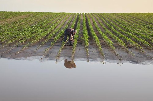 El PIB de la agricultura cae el 1,2% en el segundo trimestre, el único sector que desciende