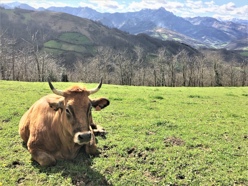 Asturias recibe 10,4 millones de la PAC para desarrollo rural, agricultura y ganadería