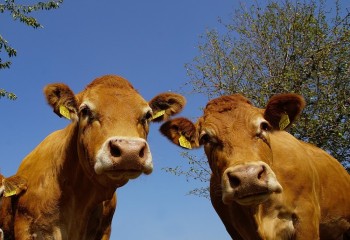 Confirman presencia de EHE en varias explotaciones de bovino de Asturias, Guadalajara y Teruel