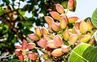 Adipe Castilla-La Mancha prevé una gran cosecha de pistacho para el 2025