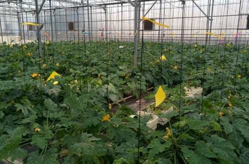 Claves para el manejo del virus de Nueva Delhi en cultivos de calabacín y tomate