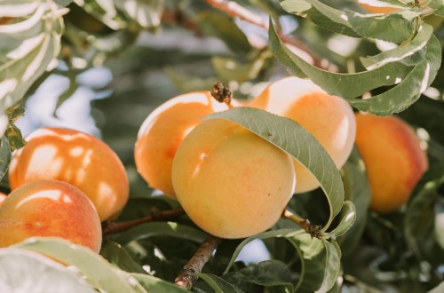 España volverá a liderar la producción europea de fruta de hueso con más de 1,5 Mt en 2024/25