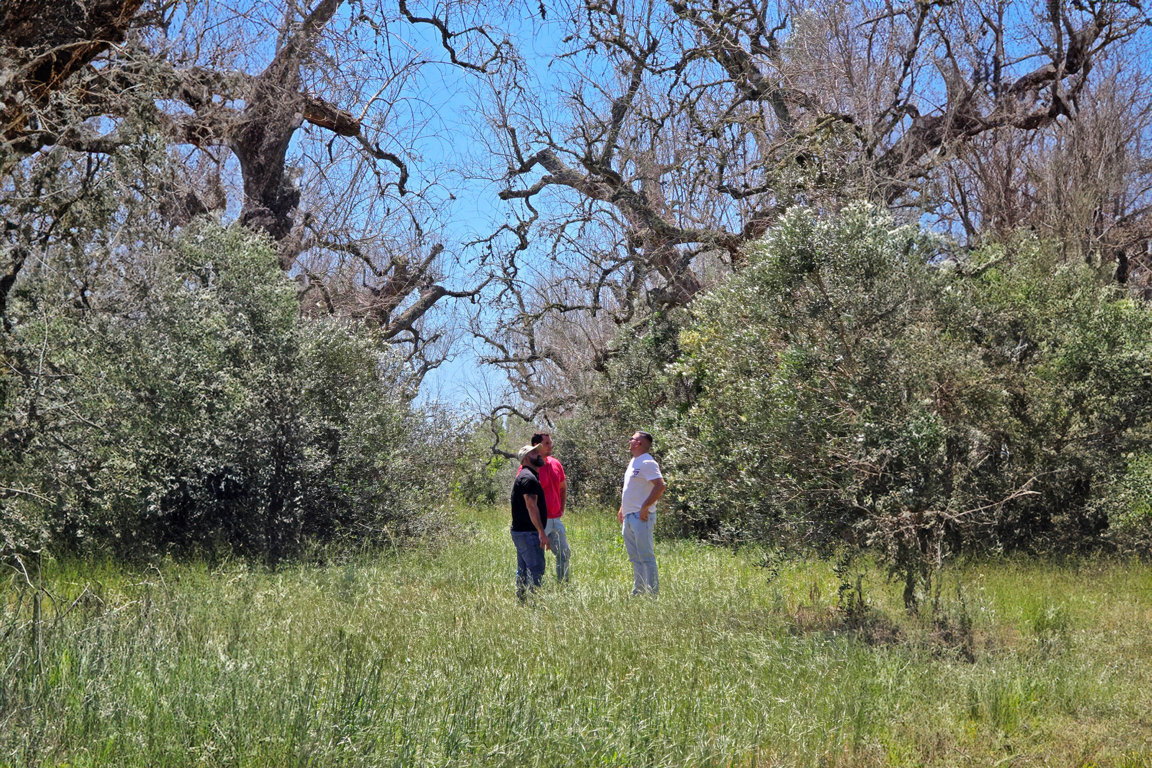 Balam Agriculture trabaja en el desarrollo de nuevas variedades de olivo resistentes a Xylella fastidiosa