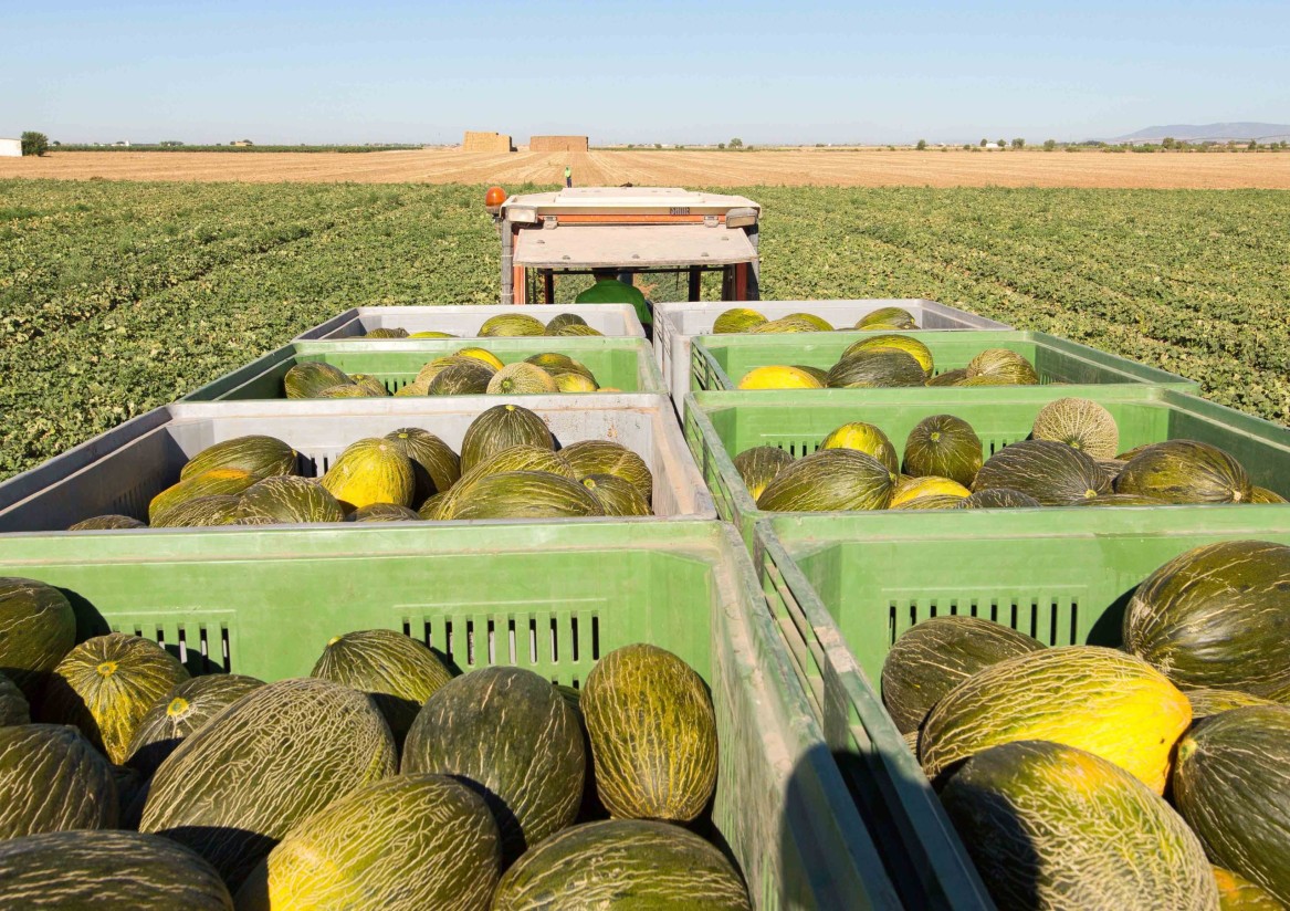 Buenas perspectivas para la campaña de melón y sandía en la Región de Murcia  