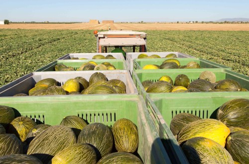 Buenas perspectivas para la campaña de melón y sandía en la Región de Murcia  