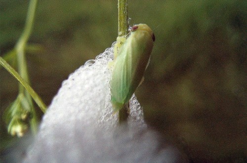 El cambio climático potencia la aparición de la “Xylella fastidiosa” que devora olivos en el Mediterráneo