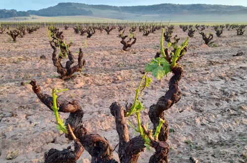 La superficie de cultivos asegurados con daños por siniestralidad se elevó a casi 233.500 ha en el primer cuatrimestre