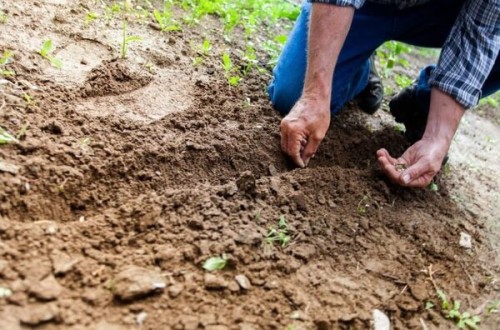 El MAPA designará un laboratorio nacional de referencia en materia de análisis de fertilidad de suelos agrarios