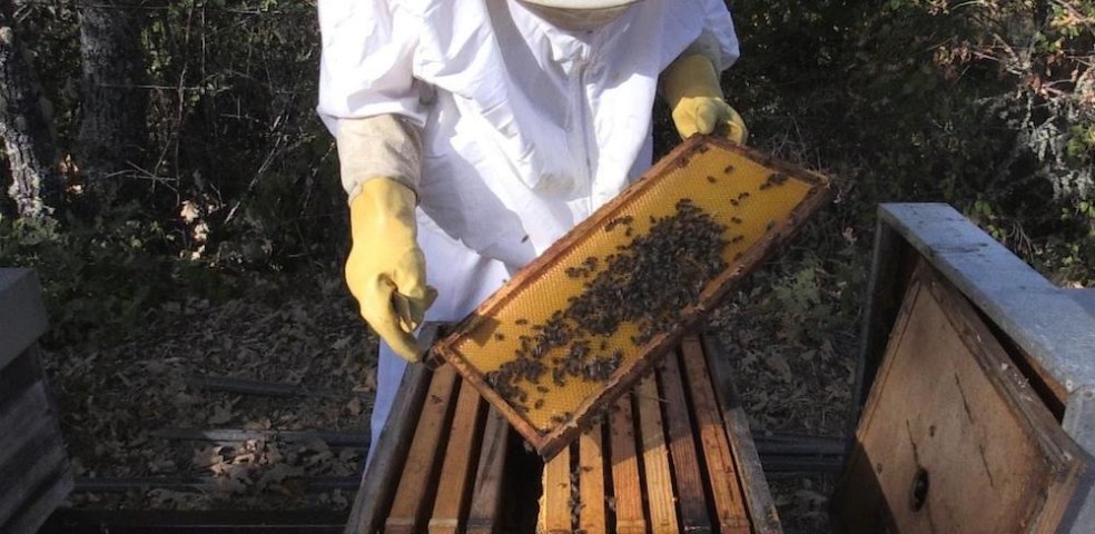 apicultura_castilla_y_leon