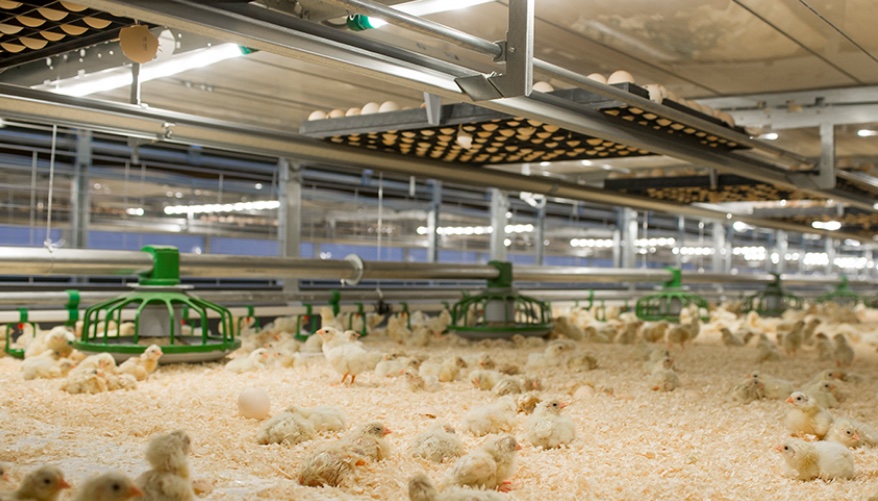 Producir bajo las normas ECC implica un coste adicional del 37,5% por kg de carne de ave de corral según la Avec