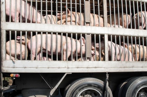 Las ONGs europeas presionan a Bruselas para que prohíba la exportación de animales vivos de la UE