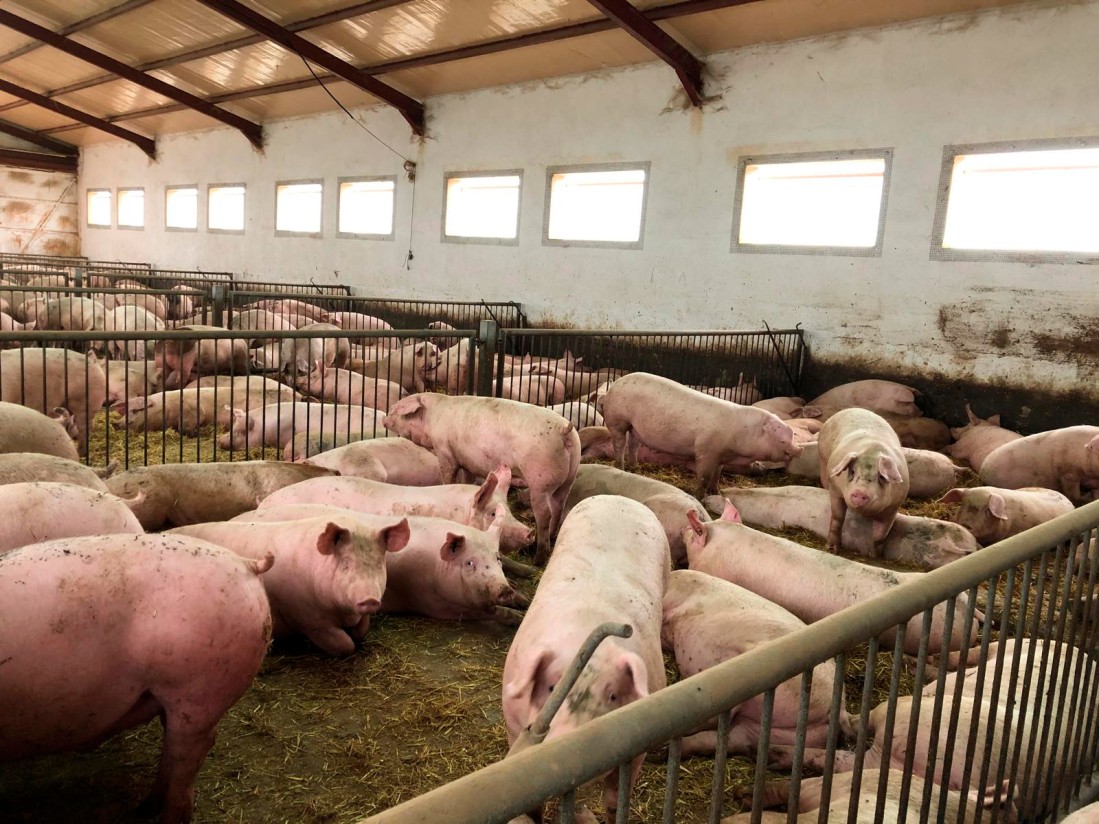 UPA denuncia una norma sobre bienestar animal que obligará a reducir el número de animales porcinos por granja