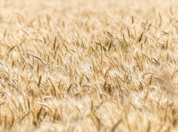 Agroseguro realiza un nuevo pago de 20 M€ a los productores de cereal, incorporando ya a las zonas más tardías