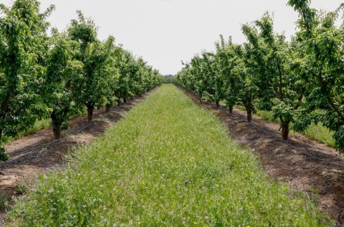 UPA explica y defiende las cubiertas vegetales con el proyecto Cubiwood