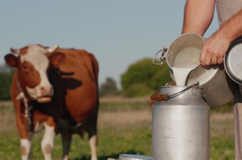 La entrega de leche en Asturias cae un 2,3% y su precio baja un 0,9% en abril