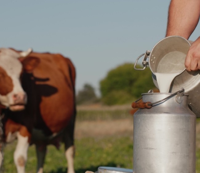 La entrega de leche en Asturias baja un 1,4% en lo que va de campaña