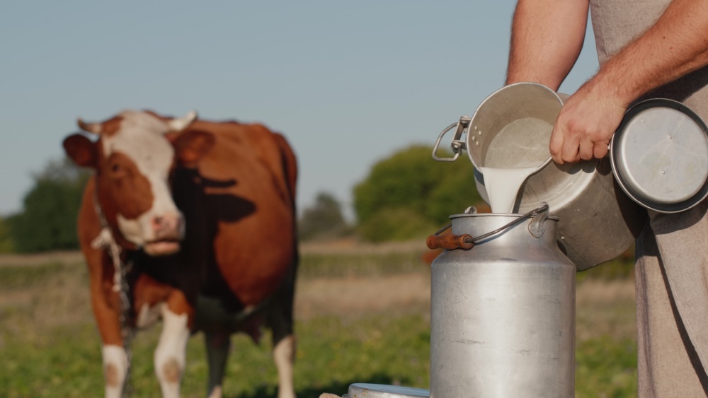 La entrega de leche en Asturias cae un 2,3% y su precio baja un 0,9% en abril