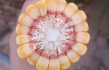 Nuevas variedades de maíz para grano de ciclos 600 y 700