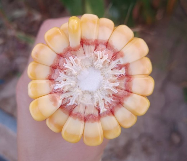 Nuevas variedades de maíz para grano de ciclos 600 y 700