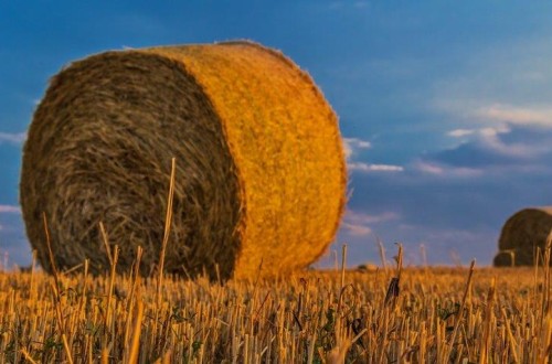 La sequía redujo un 22% la producción de alfalfa y forrajes deshidratados en la campaña 2023-2024