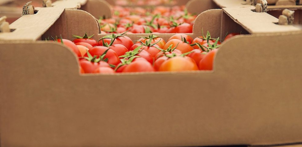 tomates_exportacion_industria_alimentaria