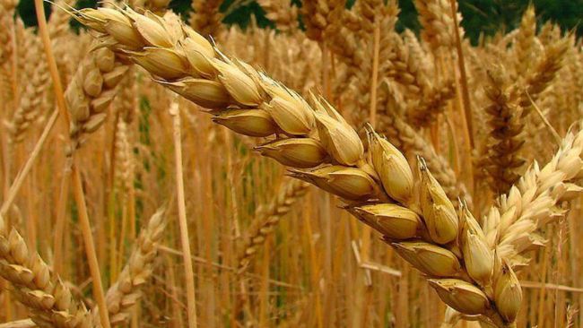 Rusia espera producir 132 Mt de granos, de los que exportará hasta 70 millones