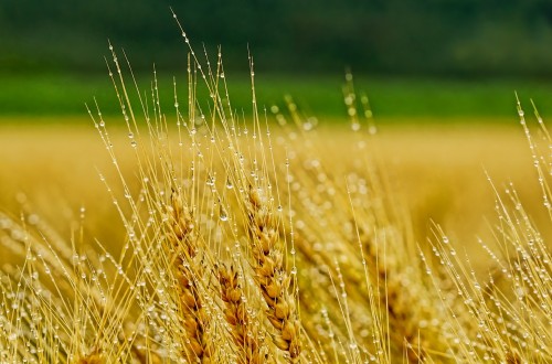 Coceral avanza una previsión de 296 Mt de cosecha de cereales en la UE-27 más Reino Unido en 2024/25
