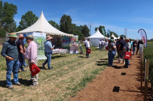 Las soluciones de FMC para el control de malas hierbas en cereal, en las Jornadas del Genvce 2024