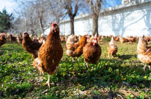 Pasar a sistemas de producción de huevos «sin jaulas» costará más de 2.300 M€ de inversión al sector avícola