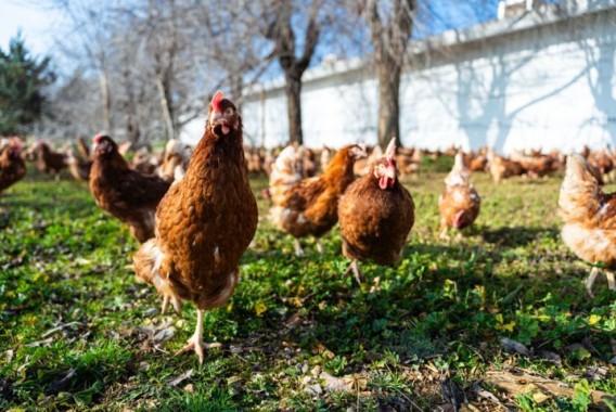Pasar a sistemas de producción de huevos «sin jaulas» costará más de 2.300 M€ de inversión al sector avícola