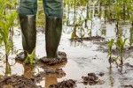 El difícil inicio meteorológico del verano rebaja las perspectivas de rendimientos de los cultivos en Europa