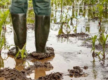 El difícil inicio meteorológico del verano rebaja las perspectivas de rendimientos de los cultivos en Europa