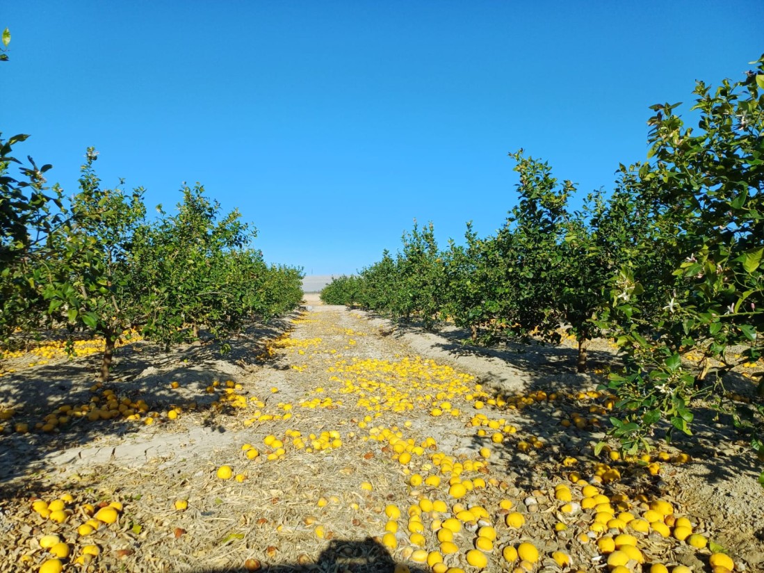 El mundo al revés: el agricultor paga 12 cts/kg para que la industria se lleve los limones