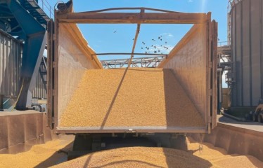 El CIC prevé que los stocks mundiales de cereales al final de 2024/25 sean los más bajos de la última década