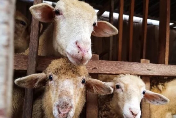La EFSA observa problemas de bienestar animal en el sacrificio de ovejas y cabras
